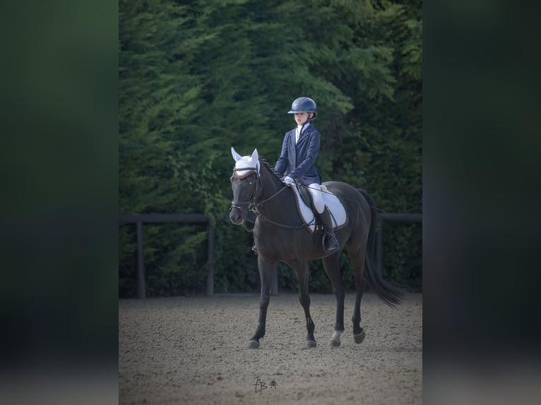 Other Breeds Gelding 13 years Brown in Castiglione d&#x27;Adda