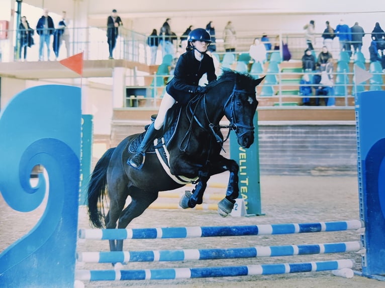Other Breeds Gelding 13 years Brown in Castiglione d&#x27;Adda