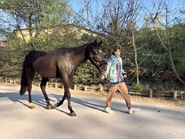 Other Breeds Gelding 13 years Brown in Castiglione d&#x27;Adda