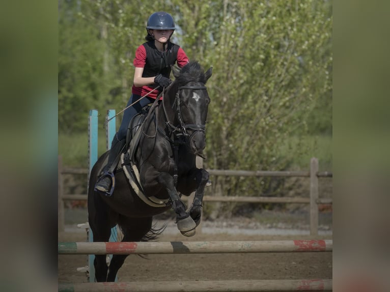 Other Breeds Gelding 13 years Brown in Castiglione d&#x27;Adda