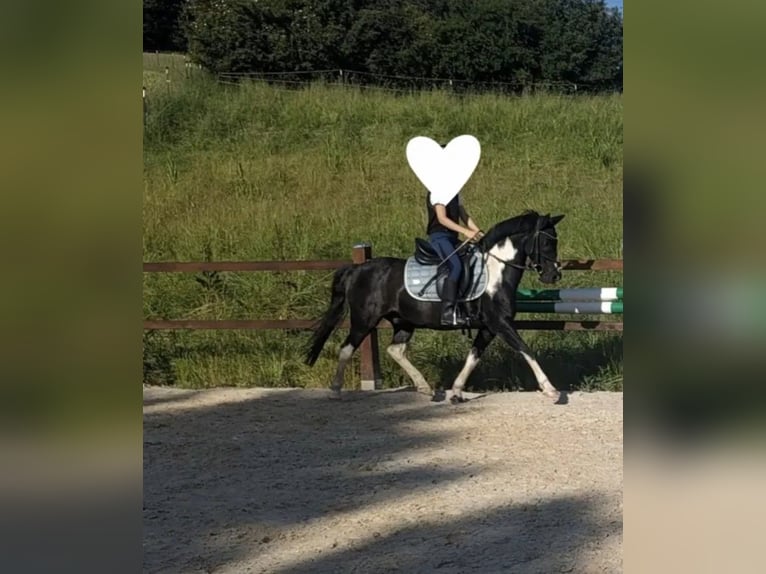 Other Breeds Gelding 14 years 12,2 hh Pinto in Amberg