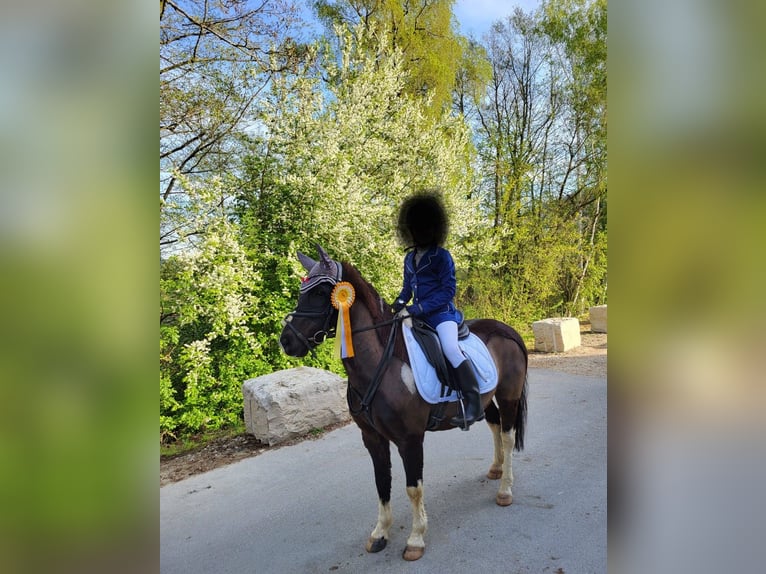 Other Breeds Gelding 14 years 12,2 hh Pinto in Amberg