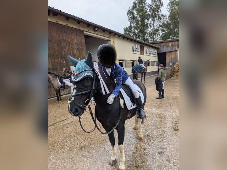 Other Breeds Gelding 14 years 12,2 hh Pinto in Amberg