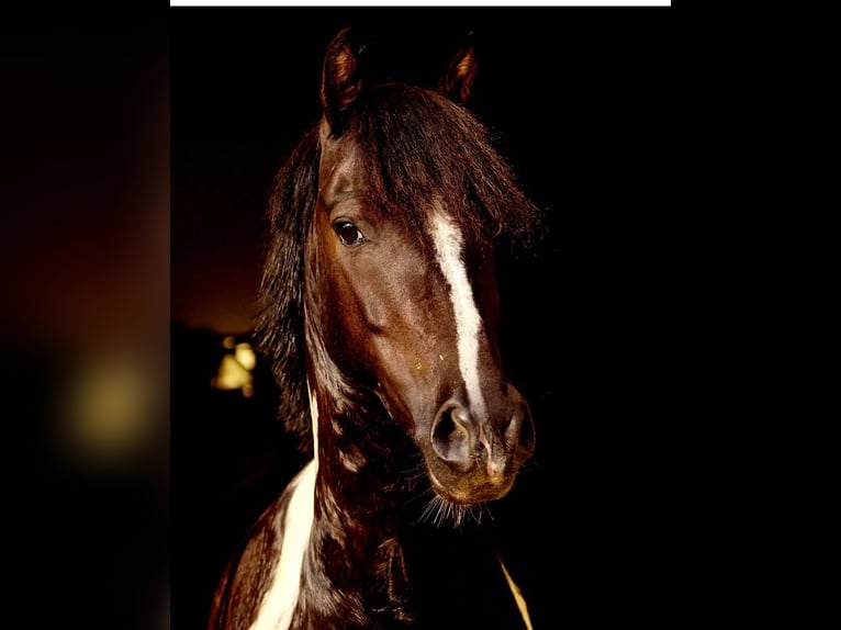 Other Breeds Gelding 14 years 12,2 hh Pinto in Amberg