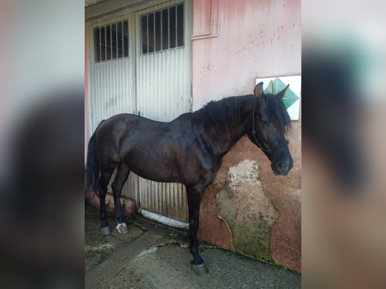 Other Breeds Mix Gelding 14 years 15,1 hh Bay-Dark in Alboraya