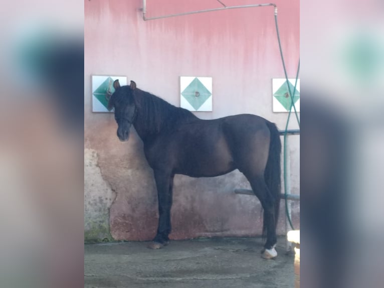 Other Breeds Mix Gelding 14 years 15,1 hh Bay-Dark in Alboraya