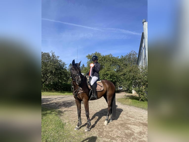 Other Breeds Mix Gelding 14 years 15.2 hh Black in Nõmme