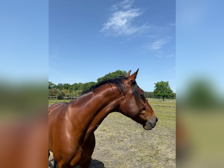 Other Breeds Gelding 14 years 15.2 hh Brown in Schloß Holte-Stukenbrock