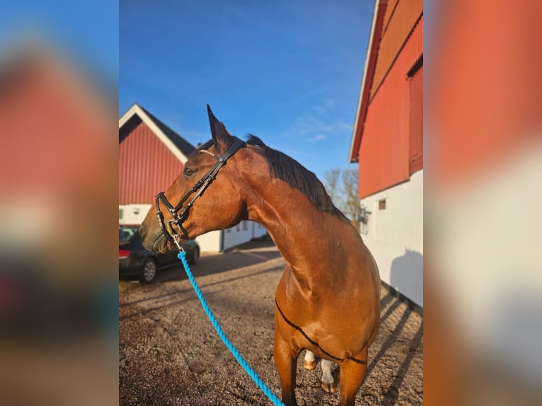 Other Breeds Mix Gelding 14 years 15,3 hh Brown in Leipzig