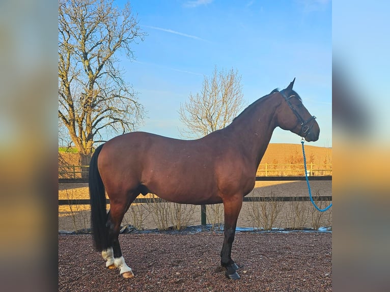 Other Breeds Mix Gelding 14 years 15,3 hh Brown in Leipzig