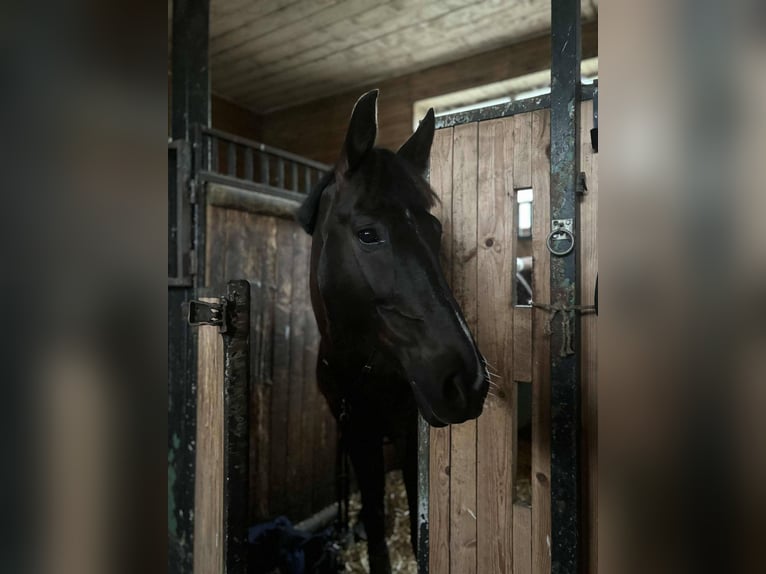Other Breeds Mix Gelding 14 years 15,2 hh Black in Nõmme