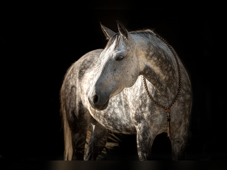 Other Breeds Mix Gelding 14 years 15,3 hh Grey-Blue-Tan in Helpfau-Uttendorf