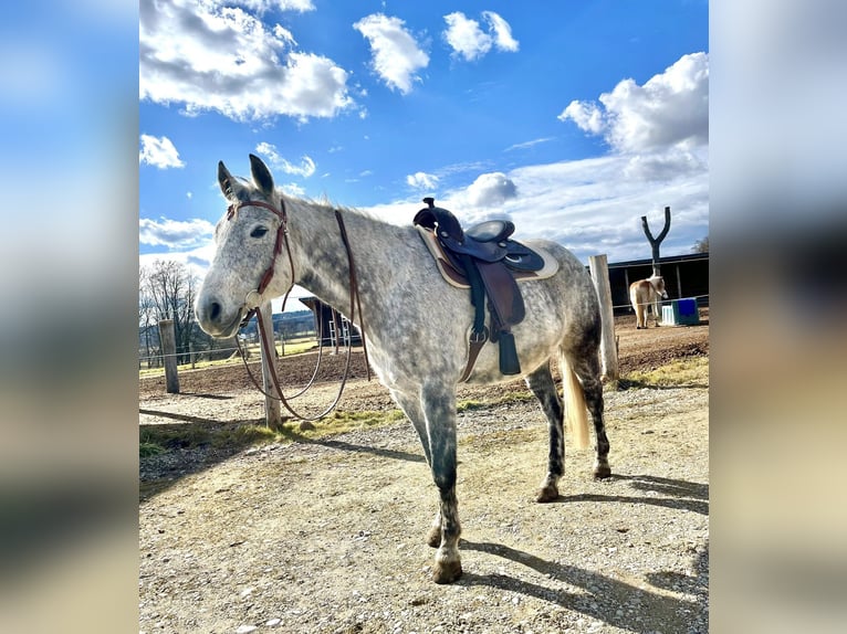Other Breeds Mix Gelding 14 years 15,3 hh Grey-Blue-Tan in Helpfau-Uttendorf