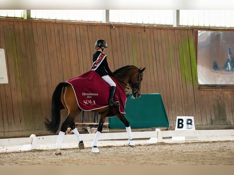 Other Breeds Gelding 14 years 16,1 hh Brown in &#x141;azy