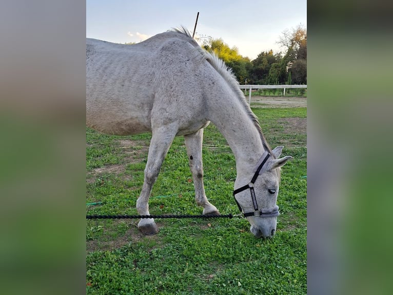 Other Breeds Gelding 14 years 16 hh Grey in Capraia Fiorentina