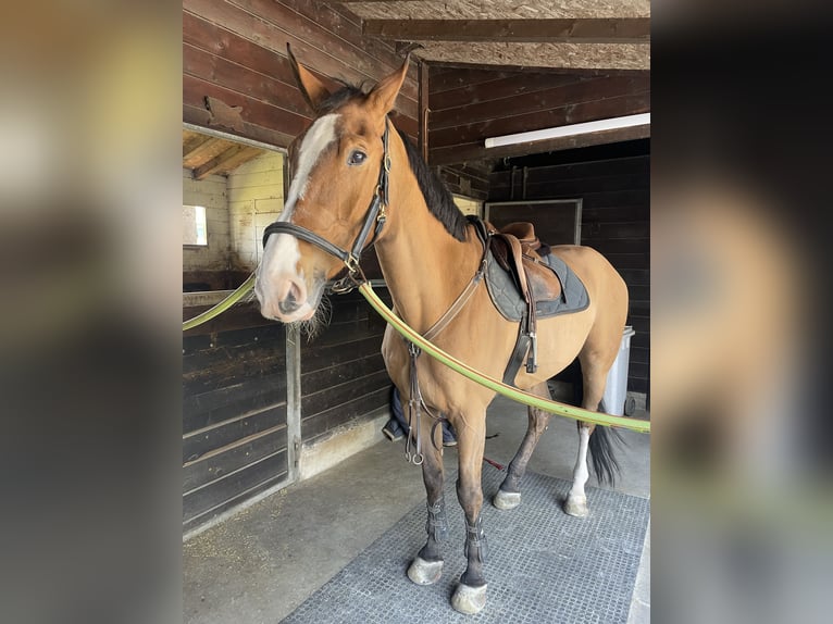 Other Breeds Mix Gelding 14 years 16,2 hh Brown in Settala