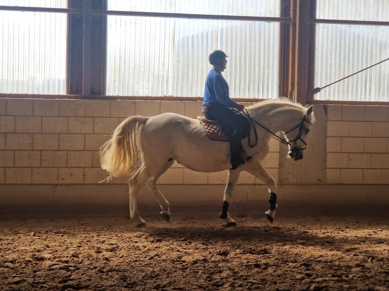 Other Breeds Gelding 14 years 17.1 hh Grey-Fleabitten in Kandel
