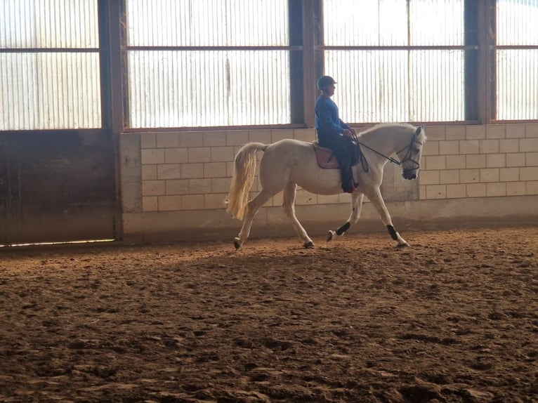 Other Breeds Gelding 14 years 17.1 hh Grey-Fleabitten in Kandel