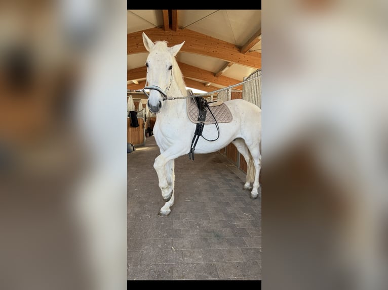 Other Breeds Gelding 14 years 17.1 hh Grey-Fleabitten in Kandel