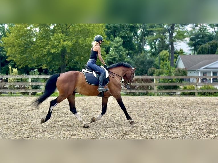 Other Breeds Gelding 14 years Bay in Gap