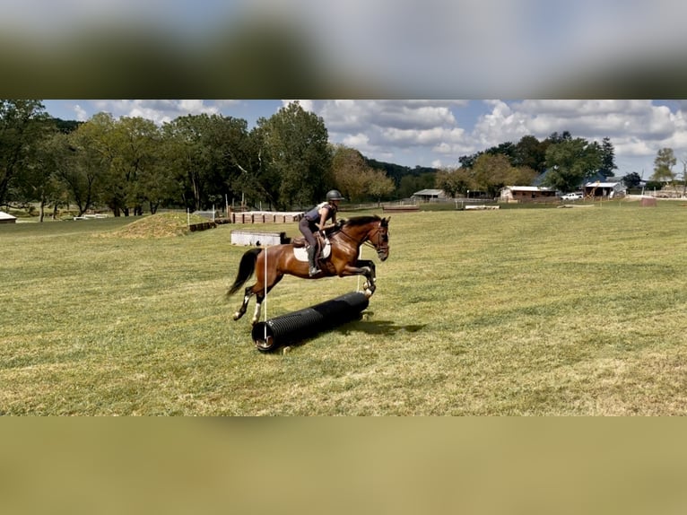 Other Breeds Gelding 14 years Bay in Gap