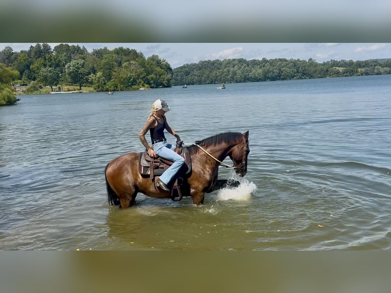 Other Breeds Gelding 14 years Bay in Gap