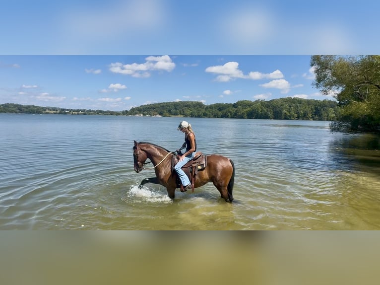 Other Breeds Gelding 14 years Bay in Gap