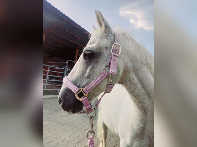 Other Breeds Gelding 15 years 11,2 hh Gray in Melsungen