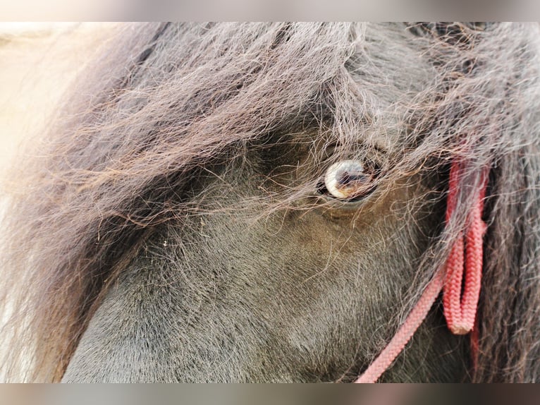 Other Breeds Mix Gelding 15 years 11,1 hh Pinto in Luttelgeest