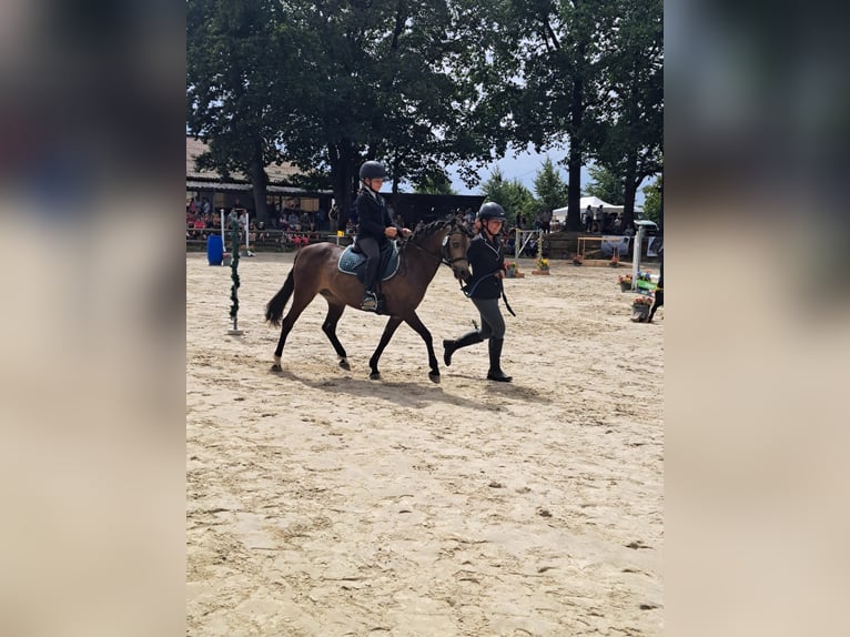 Other Breeds Mix Gelding 15 years 12.2 hh Buckskin in Köln