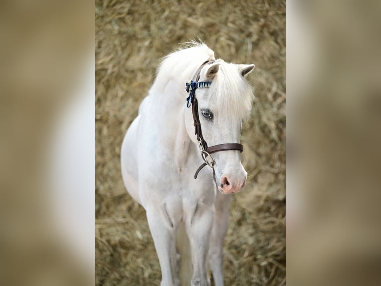 Other Breeds Gelding 15 years 12 hh Gray in Bladel