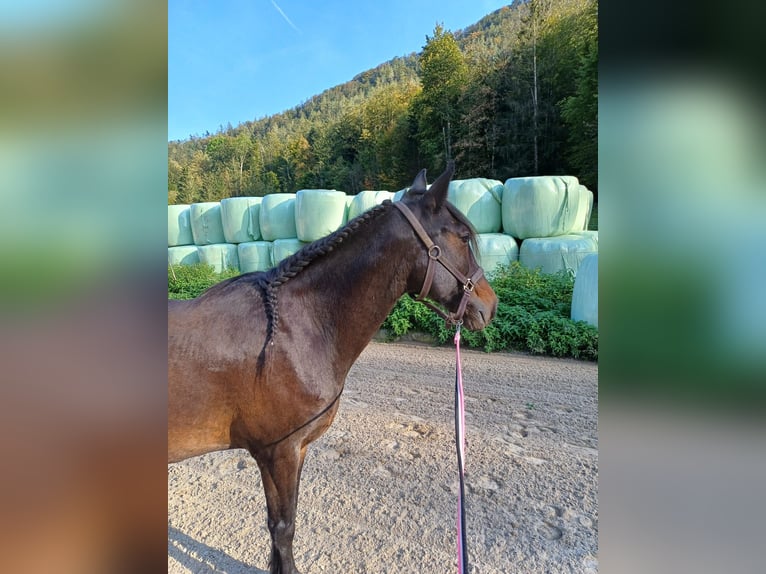 Other Breeds Mix Gelding 15 years 13,2 hh Brown in Marktschellenberg