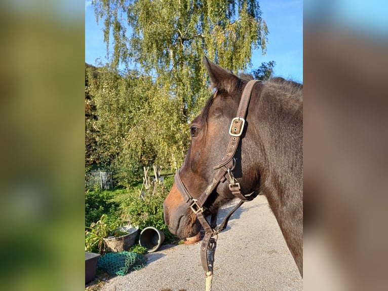 Other Breeds Mix Gelding 15 years 13,2 hh Brown in Marktschellenberg