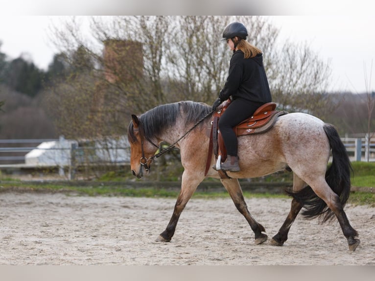 Other Breeds Mix Gelding 15 years 14.2 hh Roan-Bay in Solingen