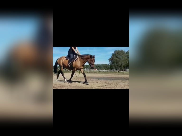 Other Breeds Gelding 15 years 15 hh Dun in Peine