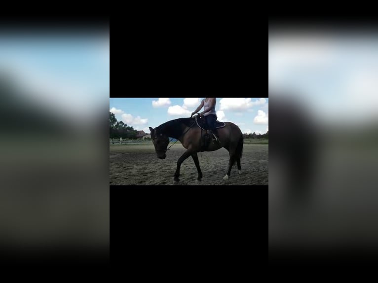 Other Breeds Gelding 15 years 15 hh Dun in Peine
