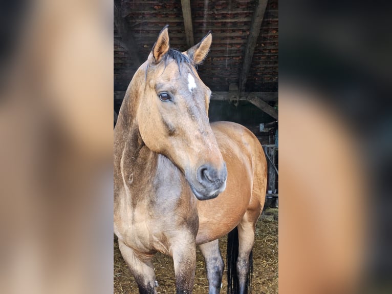 Other Breeds Gelding 15 years 15 hh Dun in Peine