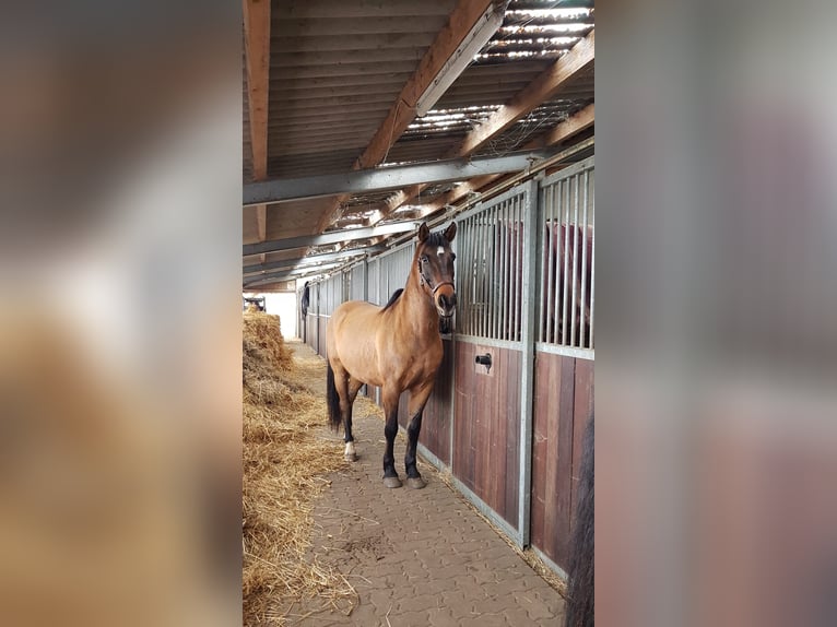 Other Breeds Gelding 15 years 15 hh Dun in Peine