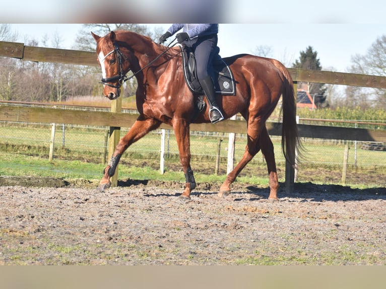 Other Breeds Gelding 15 years 16,1 hh Chestnut-Red in Achtmaal