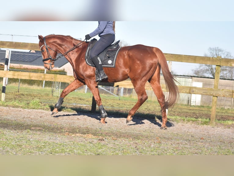 Other Breeds Gelding 15 years 16,1 hh Chestnut-Red in Achtmaal