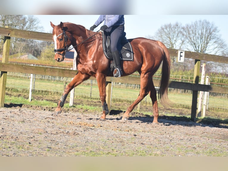 Other Breeds Gelding 15 years 16,1 hh Chestnut-Red in Achtmaal