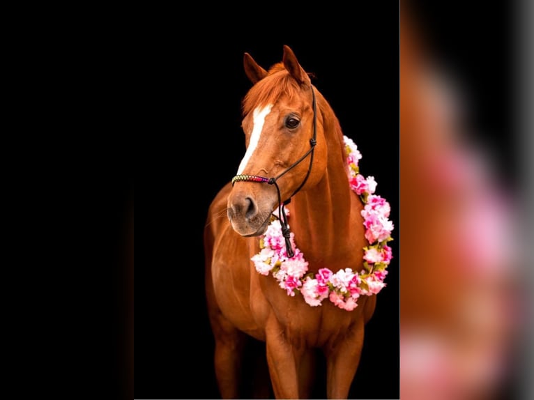 Other Breeds Gelding 15 years 16,1 hh Chestnut-Red in Achtmaal