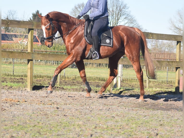 Other Breeds Gelding 15 years 16,1 hh Chestnut-Red in Achtmaal