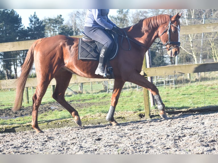 Other Breeds Gelding 15 years 16,1 hh Chestnut-Red in Achtmaal