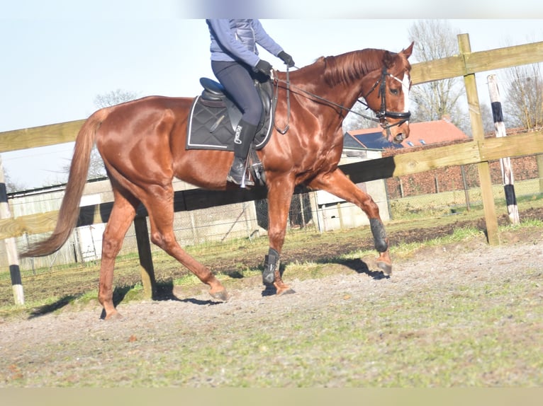 Other Breeds Gelding 15 years 16,1 hh Chestnut-Red in Achtmaal