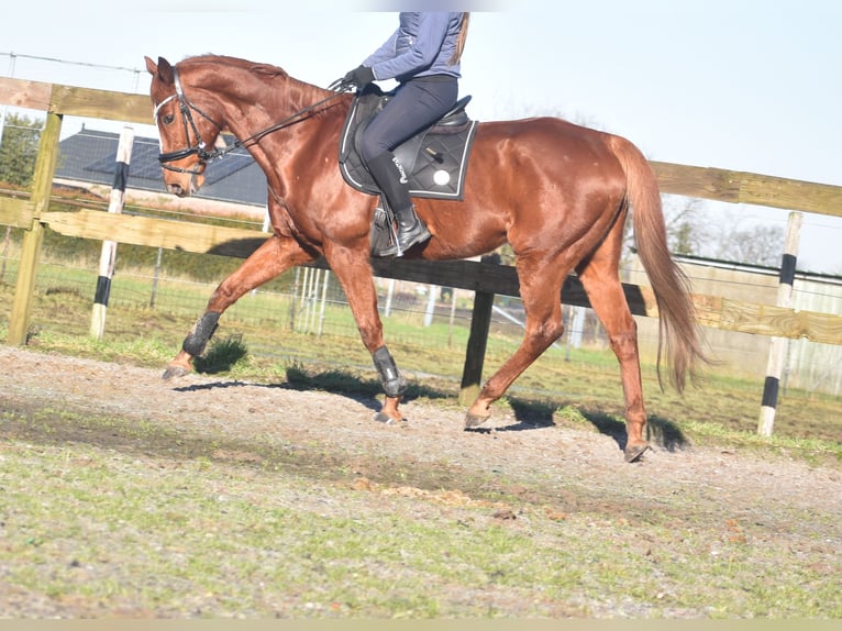 Other Breeds Gelding 15 years 16,1 hh Chestnut-Red in Achtmaal