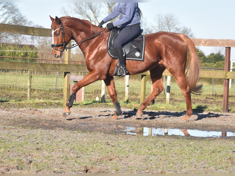 Other Breeds Gelding 15 years 16,1 hh Chestnut-Red in Achtmaal