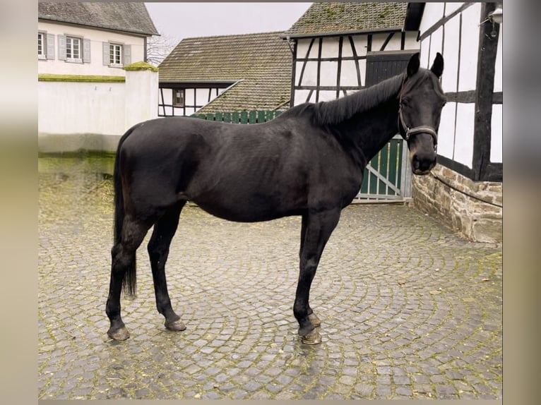 Other Breeds Gelding 15 years 16 hh Black in Lohmar