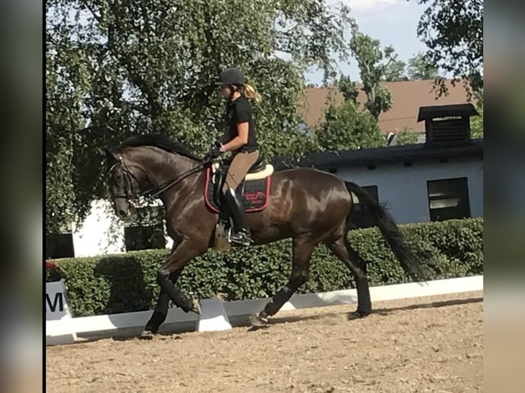 Other Breeds Gelding 15 years 16,3 hh Bay-Dark in Wessobrunn