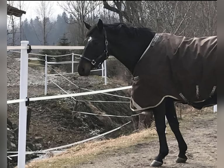 Other Breeds Gelding 15 years 16,3 hh Bay-Dark in Wessobrunn